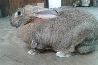 conejo gigante de flandes