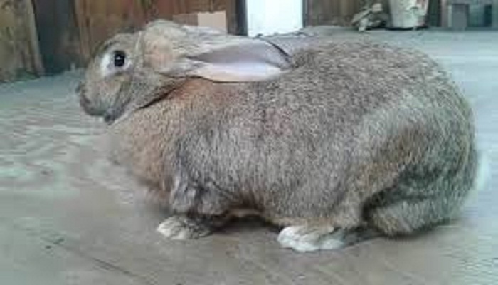 conejo gigante de flandes