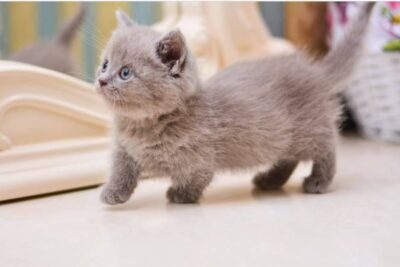 gato-Munchkin-2