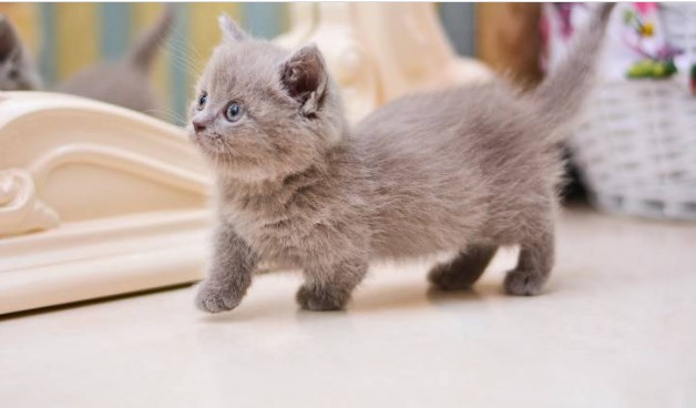 gato-Munchkin-2
