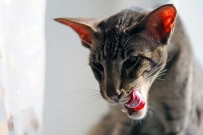 gato-oriental-1