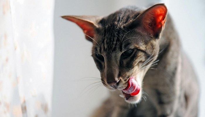 gato-oriental-1