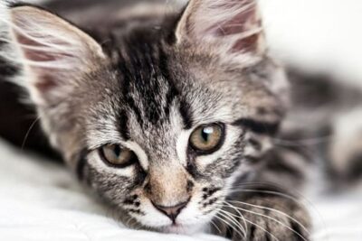 American Wirehair