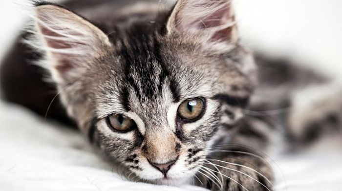 American Wirehair