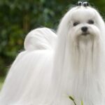 Bichón Maltés