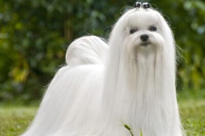Bichón Maltés
