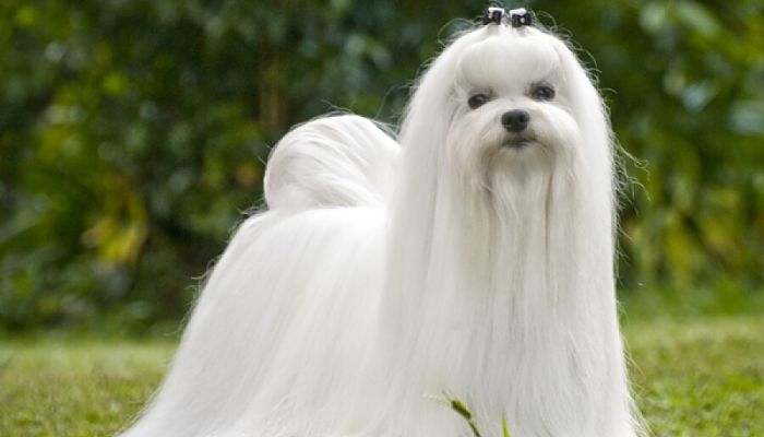 Bichón Maltés