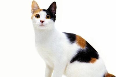 Bobtail Japonés