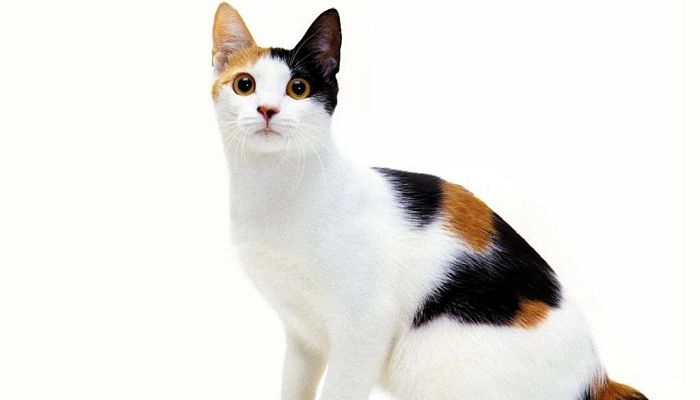 Bobtail Japonés