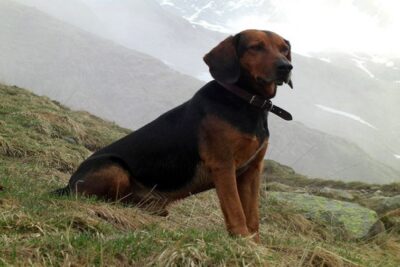 Braco-tiroles-2