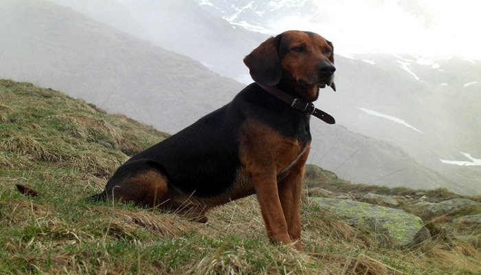 Braco-tiroles-2