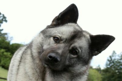 Buhund-noruego-3