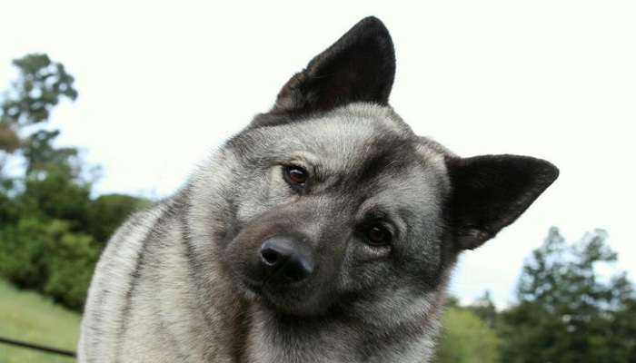 Buhund-noruego-3