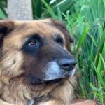 Cão-da-Serra-da-Estrela-3