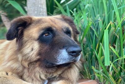 Cão-da-Serra-da-Estrela-3