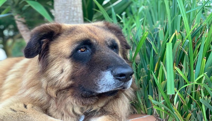 Cão-da-Serra-da-Estrela-3