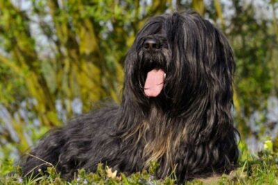 Cão-da-Serra-de-Aires-1