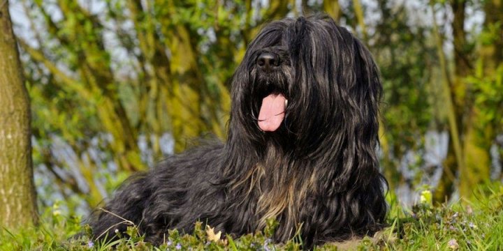 Cão-da-Serra-de-Aires-1