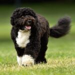 Cão-de-Agua-Português-1
