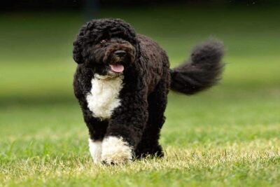 Cão-de-Agua-Português-1