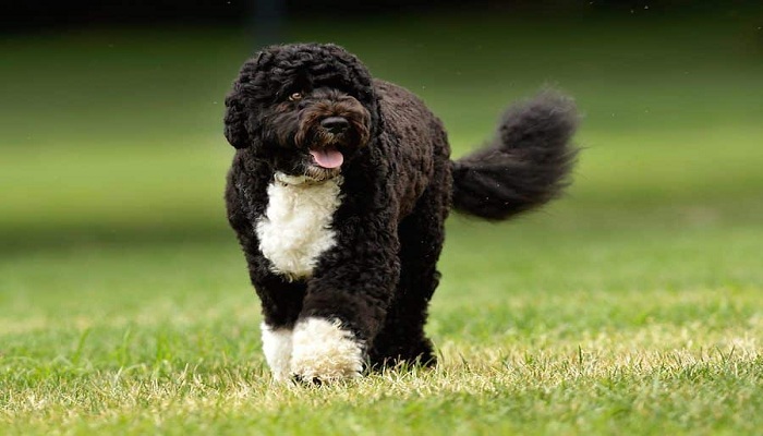 Cão-de-Agua-Português-1