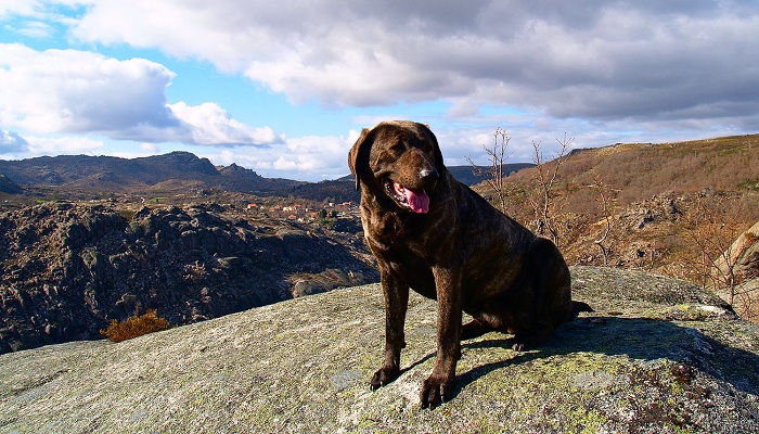 Cão-de-Castro-Laboreiro-1