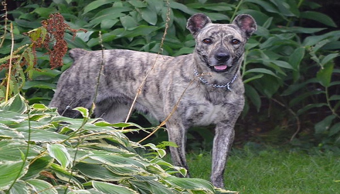 Cão-de-Fila-de-São-Miguel-2