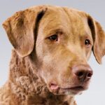 Chesapeake-Bay-Retriever-3