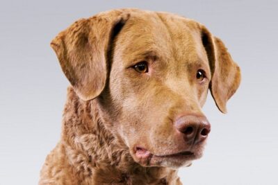 Chesapeake-Bay-Retriever-3