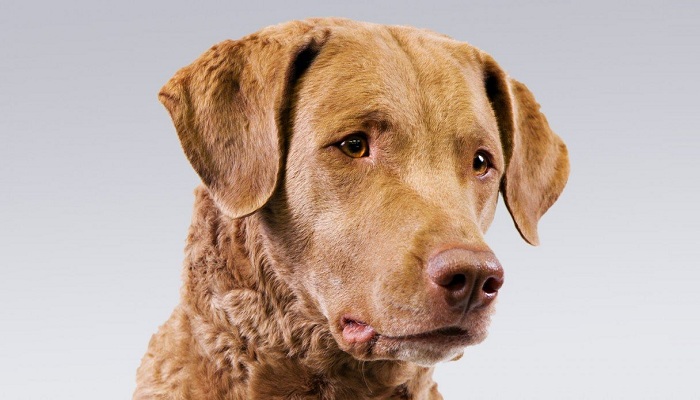 Chesapeake-Bay-Retriever-3