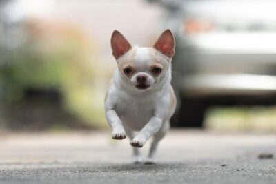 Chihuahueño-o-Chihuahua-2