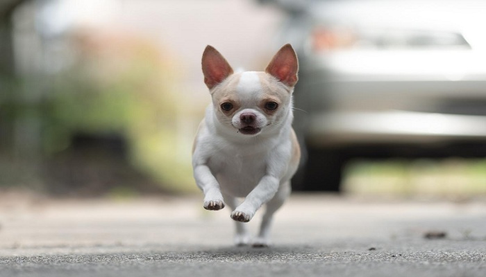 Chihuahueño-o-Chihuahua-2