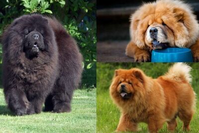 Chow-Chow-2