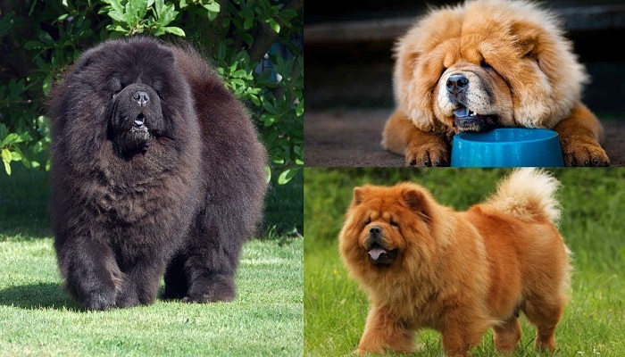Chow-Chow-2