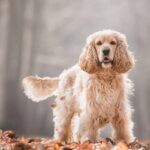 Cocker-spaniel-americano-3
