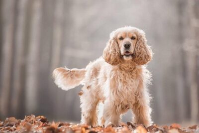 Cocker-spaniel-americano-3