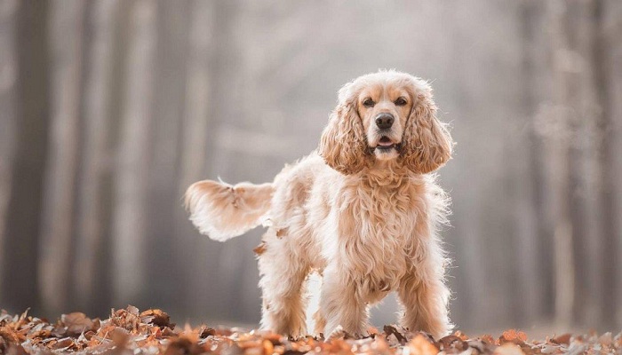 Cocker-spaniel-americano-3