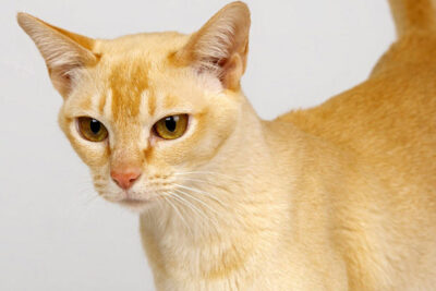 Gato Ceylon