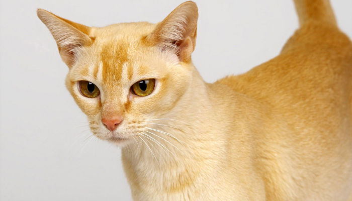Gato Ceylon