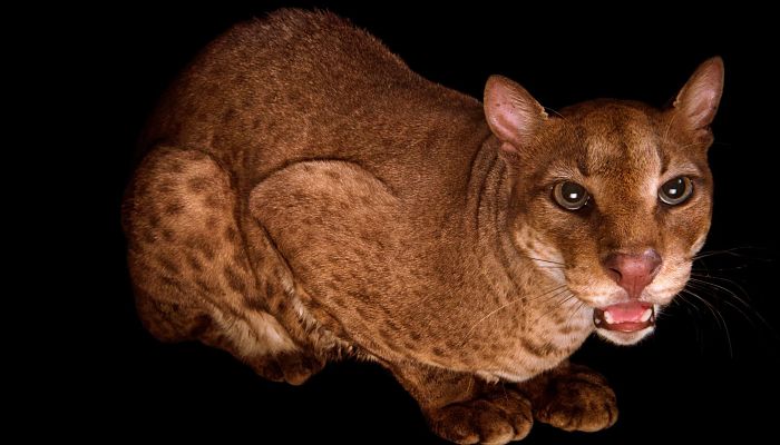 Gato Dorado Africano