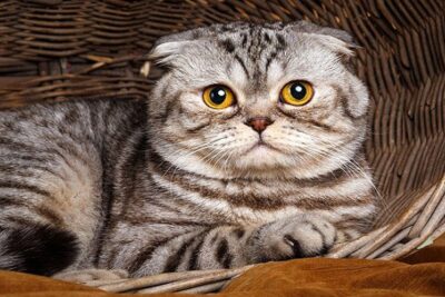 Gato-Foldex-1