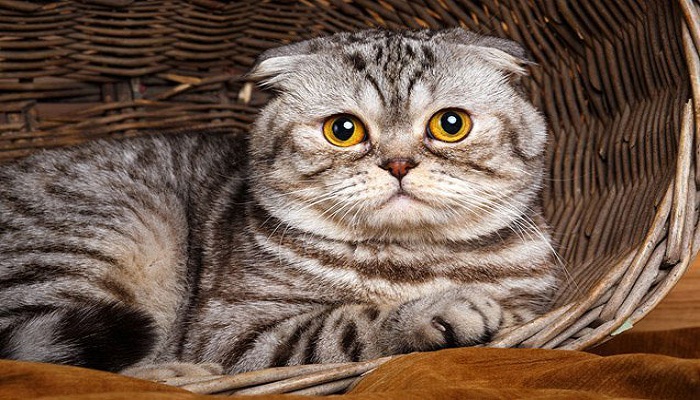 Gato-Foldex-1