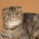 Gato Foldex