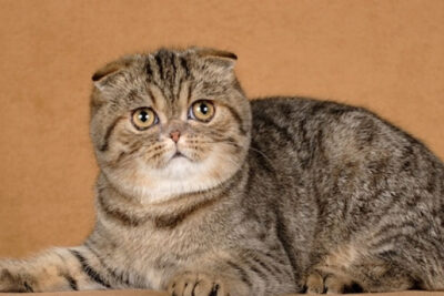 Gato Foldex