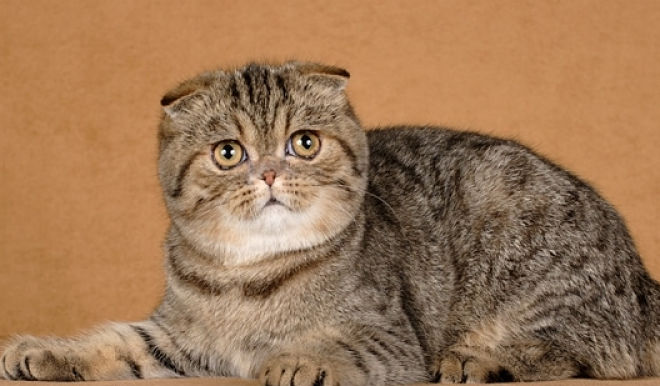 Gato Foldex