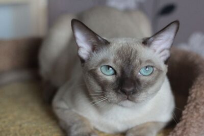 Gato-Tonkin-2