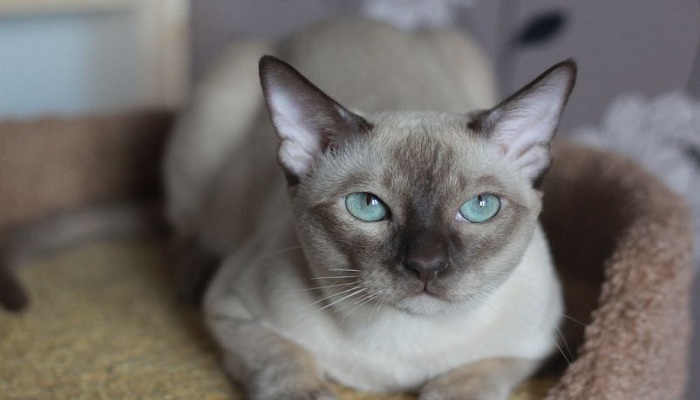 Gato-Tonkin-2