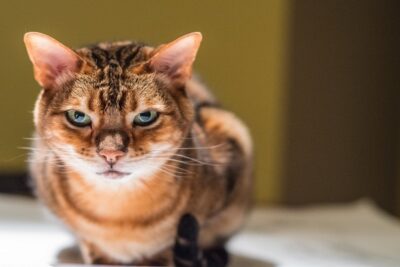 Gato-de-Bengala-3