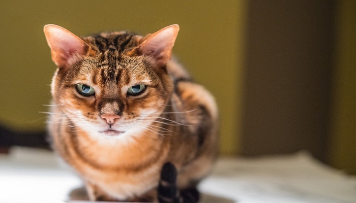 Gato-de-Bengala-3
