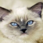 Ragdoll-2